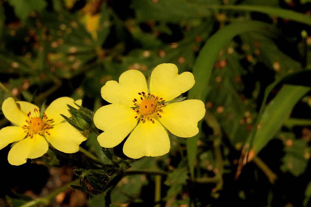 Potentilla recta